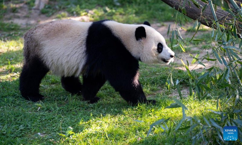 This photo taken on April 19, 2023 shows giant panda Xiao Qi Ji at Smithsonian's National Zoo in Washington, D.C., the United States. The health conditions of Mei Xiang, Tian Tian, and Xiao Qi Ji are good, said visiting Chinese giant panda expert Wei Ming from China Conservation and Research Center for the Giant Panda in southwest China's Sichuan Province.(Photo: Xinhua)