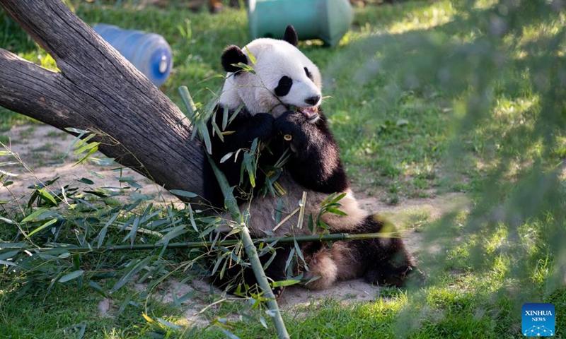 This photo taken on April 19, 2023 shows giant panda Xiao Qi Ji at Smithsonian's National Zoo in Washington, D.C., the United States. The health conditions of Mei Xiang, Tian Tian, and Xiao Qi Ji are good, said visiting Chinese giant panda expert Wei Ming from China Conservation and Research Center for the Giant Panda in southwest China's Sichuan Province.(Photo: Xinhua)