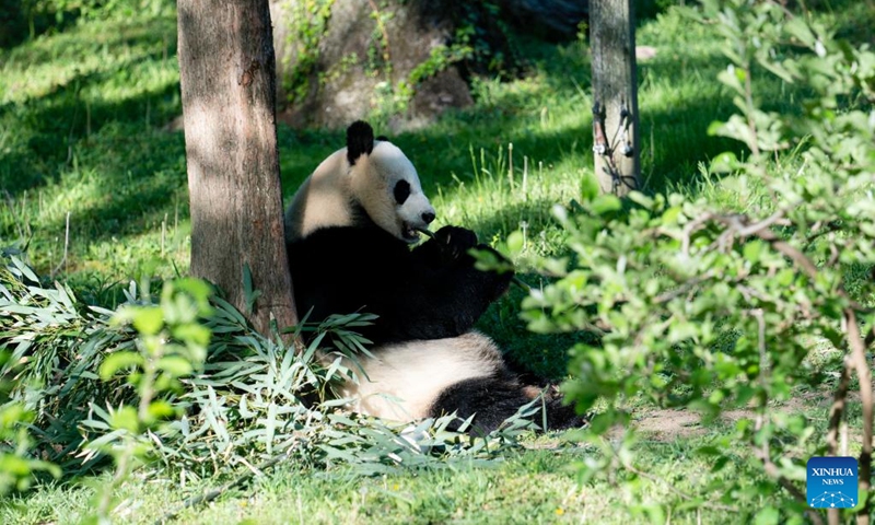 This photo taken on April 19, 2023 shows giant panda Mei Xiang at Smithsonian's National Zoo in Washington, D.C., the United States. The health conditions of Mei Xiang, Tian Tian, and Xiao Qi Ji are good, said visiting Chinese giant panda expert Wei Ming from China Conservation and Research Center for the Giant Panda in southwest China's Sichuan Province.(Photo: Xinhua)