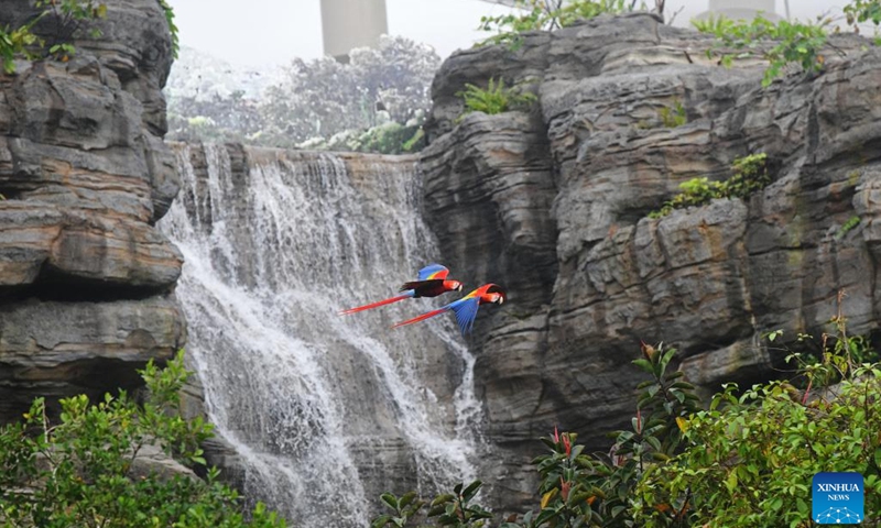 This photo taken on April 21, 2023 shows a pair of scarlet macaws during a media tour at Bird Paradise in Singapore. Bird Paradise is a new aviary attraction set to open on May 8, 2023.(Photo: Xinhua)