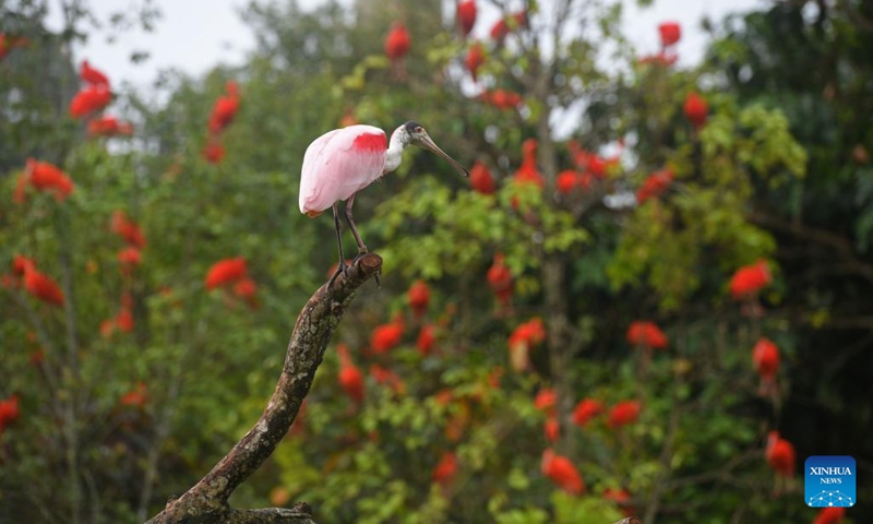 A roseate spoonbill perches on a branch during a media tour at Bird Paradise in Singapore, April 21, 2023. Bird Paradise is a new aviary attraction set to open on May 8, 2023.(Photo: Xinhua)