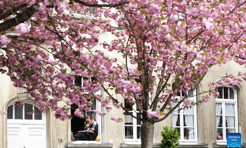 A woman reads a book near cherry blossoms in Brussels, Belgium, April 18, 2023.(Photo: Xinhua)