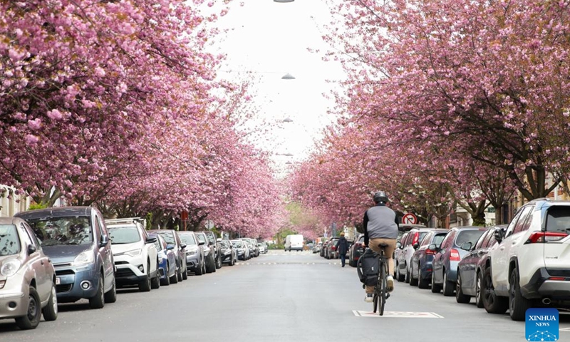 A man rides past cherry blossoms on a street in Brussels, Belgium, April 18, 2023.(Photo: Xinhua)