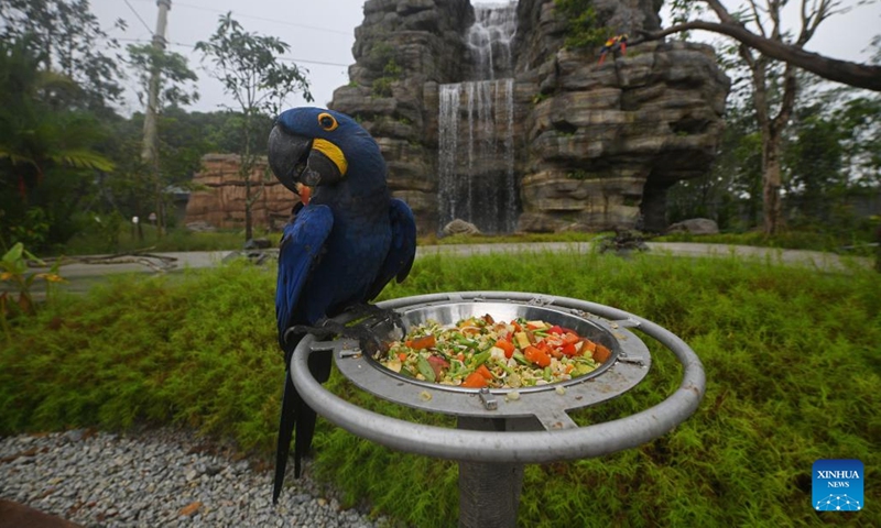 This photo taken on April 21, 2023 shows a hyacinth macaw during a media tour at Bird Paradise in Singapore. Bird Paradise is a new aviary attraction set to open on May 8, 2023.(Photo: Xinhua)