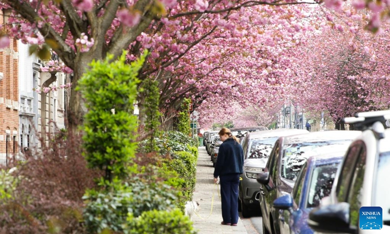 A woman walks her pet dog under cherry blossoms in Brussels, Belgium, April 18, 2023.(Photo: Xinhua)