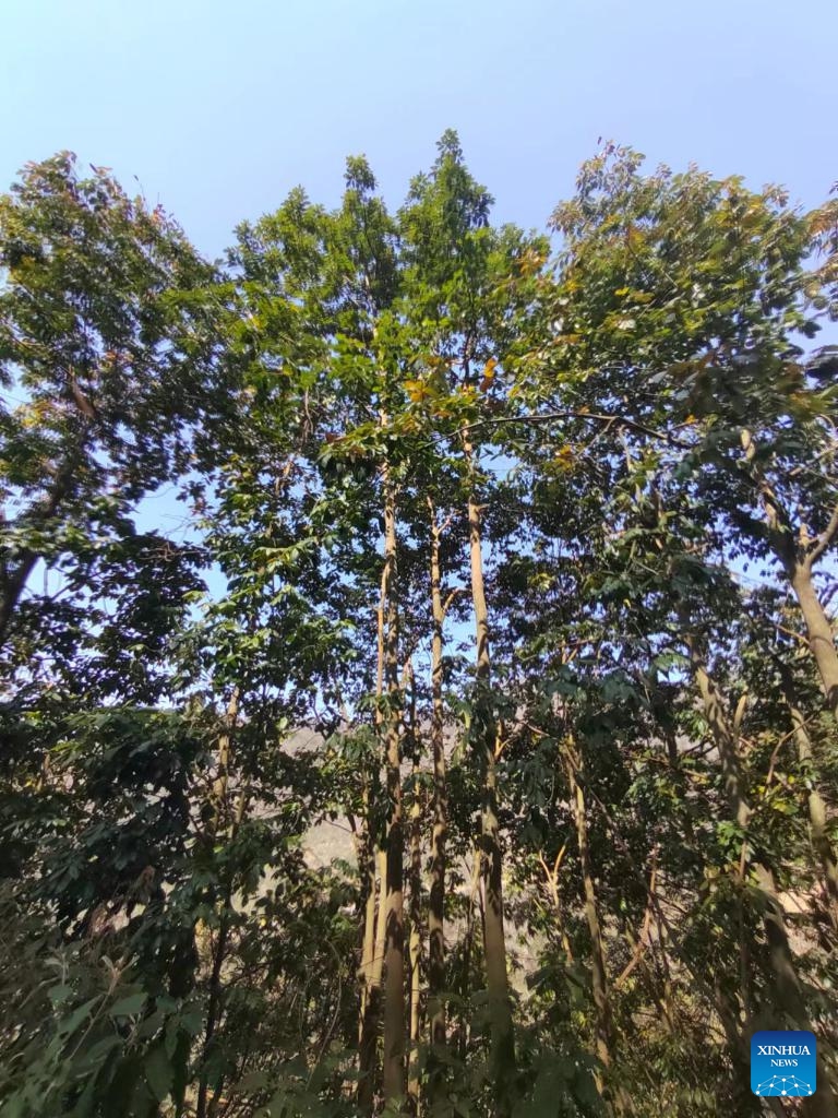 This undated photo shows the wild Ormosia hosiei trees in the natural forest area of the state-owned forest farm of Nanpanjiang in the Bouyei-Miao Autonomous Prefecture of Qianxinan, southwest China's Guizhou Province.(Photo: Xinhua)