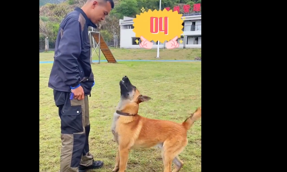 A video showing Bawang, a nine-month-old police dog from Lishui, Southwest China's Yunnan Province, which can understand commands in German has gone viral on Chinese social media platforms.Photo: web