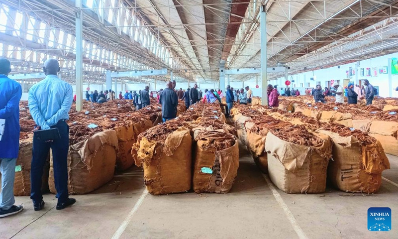 Buyers check on tobacco at the Limbe Auction Floors in Blantyre, Malawi, on April 17, 2023. As the 2023 selling season for tobacco gets underway in Malawi, farmers are expressing optimism as opening prices look promising so far.(Photo: Xinhua)