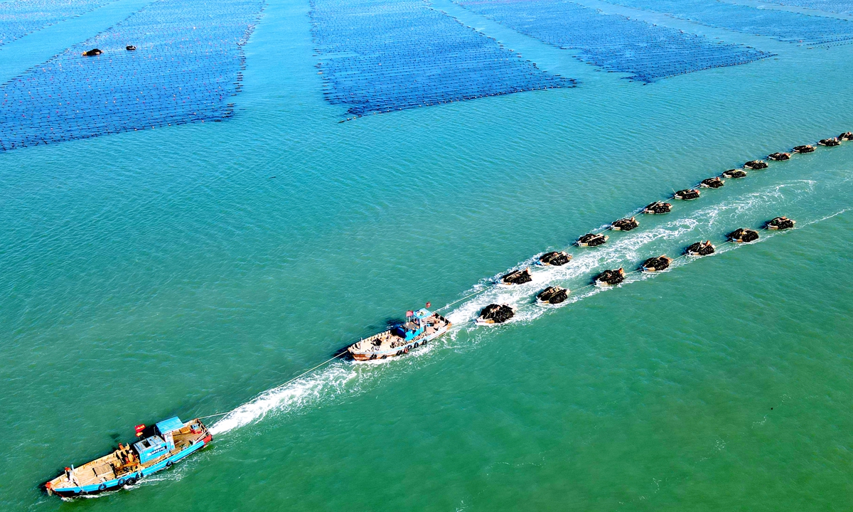 A fleet of trawlers head to a port after a day of harvesting kelp in Rongcheng, East China's Shandong Province, on April 26, 2023. Rongcheng is the largest kelp-producing base in China, with a cultivation area of 150,000 mu (10,000 hectares), accounting for about 40 percent of the country's kelp production. Photo: VCG