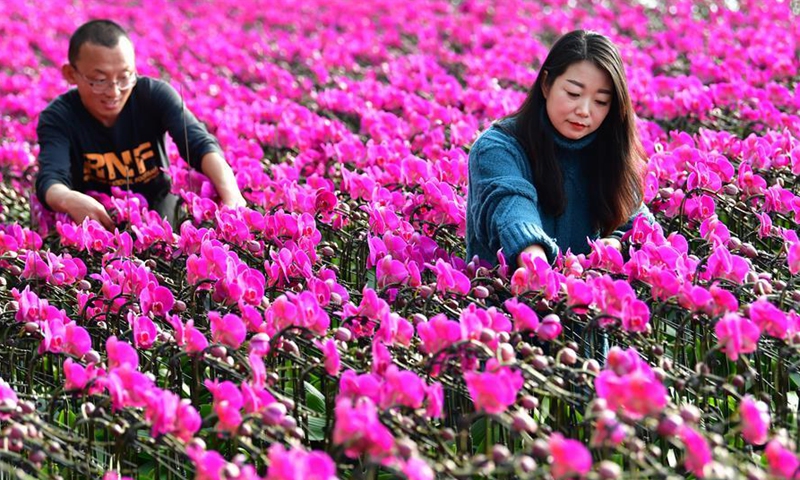Farmers tend flowers in a greenhouse in Guangxinzhuangzi Village, Fengrun District of Tangshan City in north China's Hebei Province, Dec. 19, 2019. Facility agriculture has been a new highlight for rural revitalization in Fengrun District of Tangshan City, where local farmers are encouraged to grow specialty produces such as strawberries, flowers, and mushrooms in the greenhouse, and to build agricultrual sightseeing gardens and self-service picking gardens. (Xinhua/Mu Yu)
