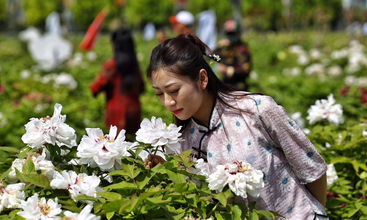 Tourists appreciate cultivated peonies in Heze, East China's Shandong Province on April 19, 2023. Photo: Li Hao/GT