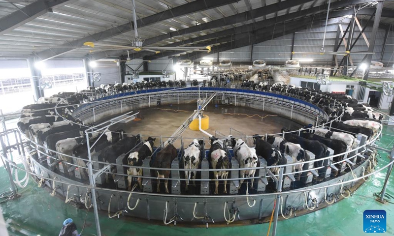 This photo taken on May 7, 2023 shows cows on a rotary milking machine at a dairy farm in Wuwei, northwest China's Gansu Province. AI-powered devices have boosted efficiency of the farm, making animal monitoring and management more accurate.A monitoring necklace attached to each cow collects multiple data of the animal such as breath, rumination frequency, feeding situation and number of steps. These data are transmitted in real-time to veterinarians who can monitor the cows' milking and health conditions.(Photo: Xinhua)