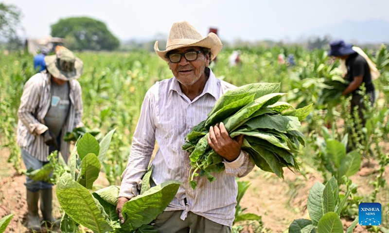 Workers harvest tobacco leaves for cigars at a plantation in Danli, Honduras, May 8, 2023. Honduras is one of the leading cigar-making countries in the world(Photo: Xinhua)