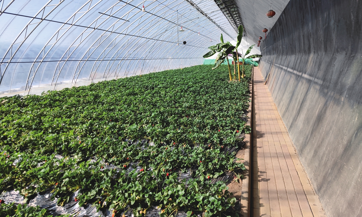 Strawberries in a greenhouse built with graphene technology in Hegang Photo: Courtesy of Hegang Rural Revitalization Administration