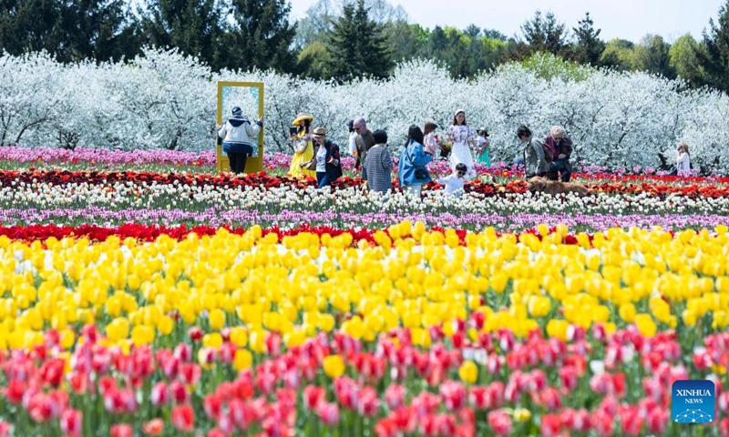 People visit a tulip pick farm in Fenwick, Ontario, Canada, on May 10, 2023. (Photo: Xinhua)