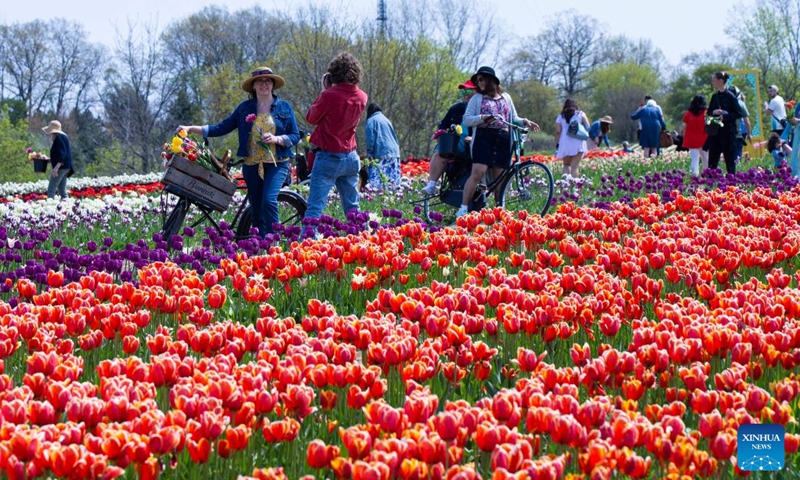 People visit a tulip pick farm in Fenwick, Ontario, Canada, on May 10, 2023. (Photo: Xinhua)
