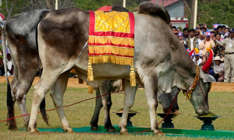 Royal oxen are fed with fodder during the royal ploughing ceremony in Kampong Thom province, Cambodia, on May 8, 2023. Cambodia celebrated a traditional royal ploughing ceremony on Monday after a four-year hiatus due to the COVID-19 pandemic.(Photo: Xinhua)
