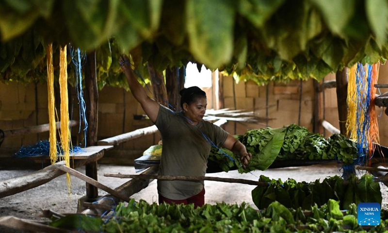 A worker dries harvested tobacco leaves for cigars at a plantation in Danli, Honduras, May 8, 2023. Honduras is one of the leading cigar-making countries in the world.(Photo: Xinhua)