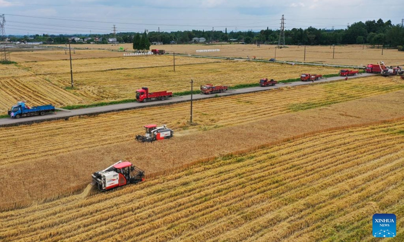 This aerial photo taken on May 10, 2023 shows farmers driving reapers to harvest wheat in Chongzhou, southwest China's Sichuan Province. Farmers across the province have recently been busy with works in the fields.(Photo: Xinhua)