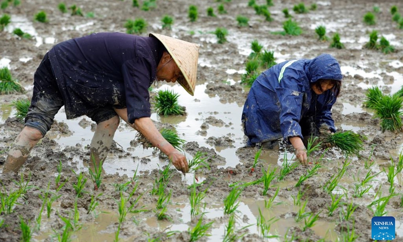 Farmers plant rice seedlings in a field in Daoming Township of Chongzhou, southwest China's Sichuan Province, May 9, 2023. Farmers across the province have recently been busy with works in the fields(Photo: Xinhua)