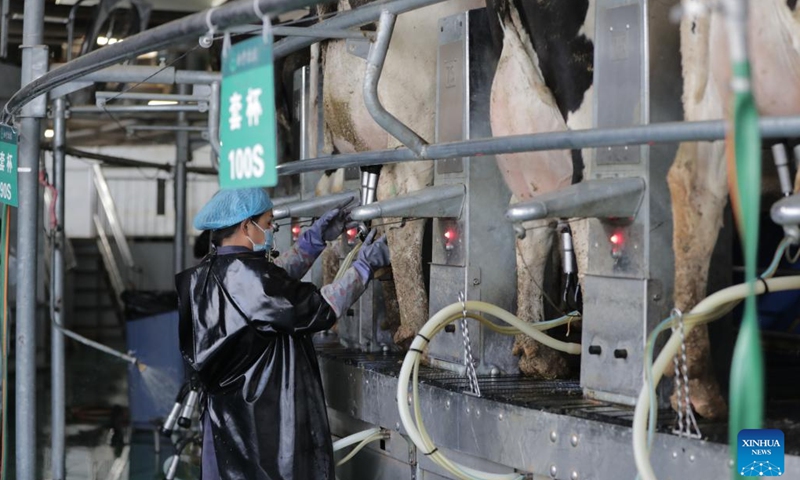 A staff member works beside a rotary milking machine at a dairy farm in Wuwei, northwest China's Gansu Province, May 7, 2023.AI-powered devices have boosted efficiency of the farm, making animal monitoring and management more accurate.A monitoring necklace attached to each cow collects multiple data of the animal such as breath, rumination frequency, feeding situation and number of steps. These data are transmitted in real-time to veterinarians who can monitor the cows' milking and health conditions.(Photo: Xinhua)
