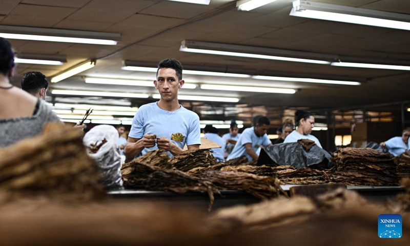 A worker selects tobacco leaves for cigars at a factory in Danli, Honduras, May 8, 2023. Honduras is one of the leading cigar-making countries in the world.(Photo: Xinhua)
