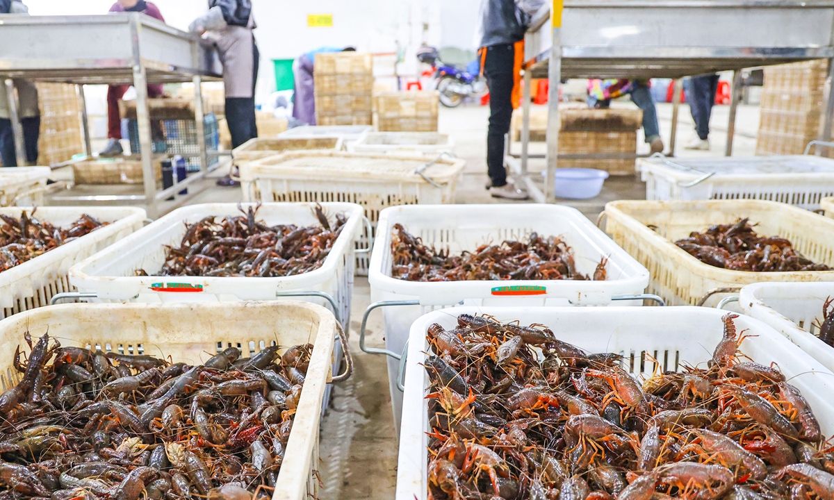 Workers select crayfish in a transaction center in Anqing, East China's Anhui Province on May 10, 2023. The crayfish-related industry in China has formed a complete industry chain including breeding, processing and exports, catering and e-commerce. Photo: cnsphoto