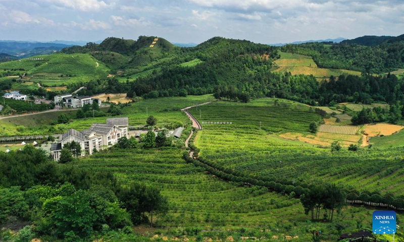 This aerial photo taken on May 16, 2023 shows a blueberry garden in Majiang County, southwest China's Guizhou Province. More than 80,000 mu (about 5,333 hectares) of blueberries have entered harvest season in Majiang County.(Photo: Xinhua)