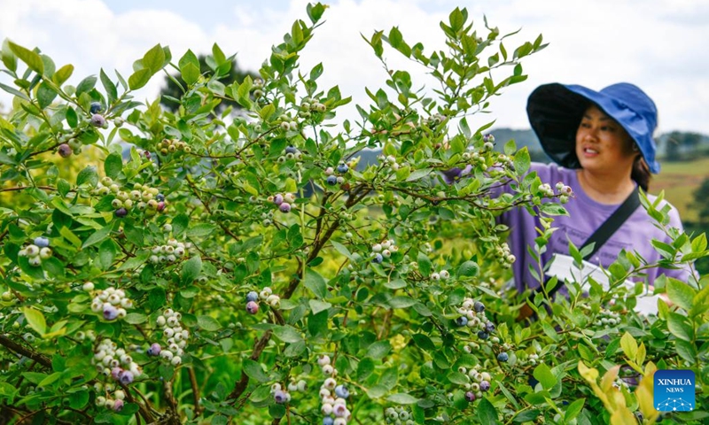 A woman harvests blueberries at a blueberry garden in Wengbao Village of Majiang County, southwest China's Guizhou Province, May 16, 2023. More than 80,000 mu (about 5,333 hectares) of blueberries have entered harvest season in Majiang County.(Photo: Xinhua)