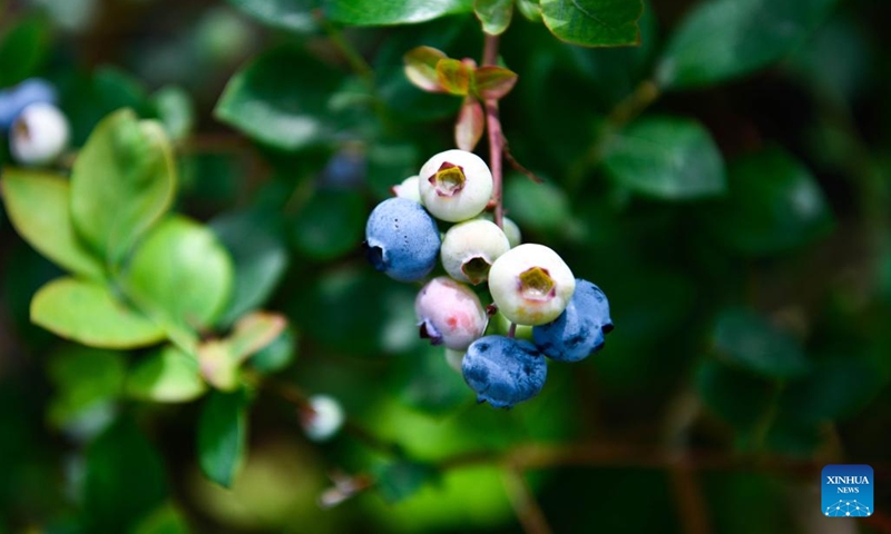 Blueberries are pictured at a blueberry garden in Wengbao Village of Majiang County, southwest China's Guizhou Province, May 16, 2023. More than 80,000 mu (about 5,333 hectares) of blueberries have entered harvest season in Majiang County.(Photo: Xinhua)