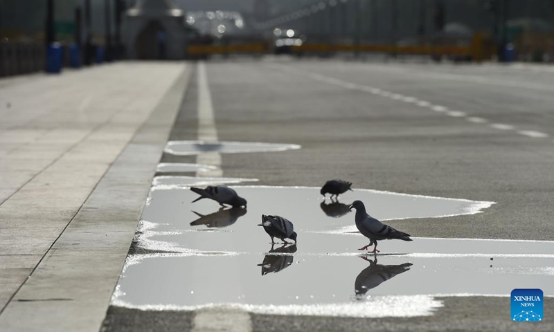 Pigeons drink water on a street during a hot summer day in New Delhi, India, May 15, 2023.(Photo: Xinhua)