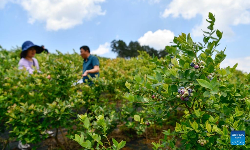 People harvest blueberries at a blueberry garden in Wengbao Village of Majiang County, southwest China's Guizhou Province, May 16, 2023. More than 80,000 mu (about 5,333 hectares) of blueberries have entered harvest season in Majiang County(Photo: Xinhua)