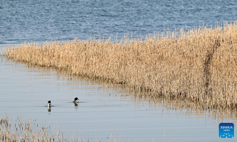 This photo taken on May 17, 2023 shows a view of Juyan Lake in Ejina Banner of Alxa League, north China's Inner Mongolia Autonomous Region.(Photo: Xinhua)