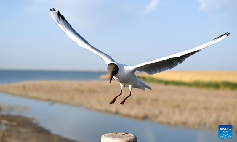 A relict gull flies over the Juyan Lake in Ejina Banner of Alxa League, north China's Inner Mongolia Autonomous Region, May 17, 2023.(Photo: Xinhua)
