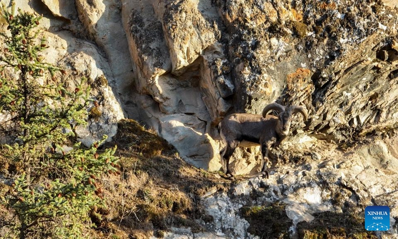 This aerial photo taken on May 11, 2023 shows a bharal in the Helan Mountain National Nature Reserve in Araxan Left Banner, north China's Inner Mongolia Autonomous Region. (Xinhua/Bei He)