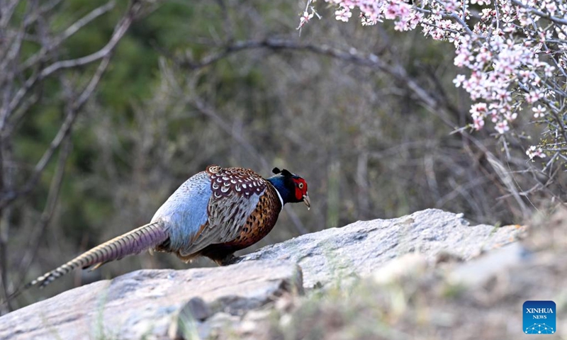 A pheasant is pictured in the Helan Mountain National Nature Reserve in Araxan Left Banner, north China's Inner Mongolia Autonomous Region, May 11, 2023. (Xinhua/Bei He)