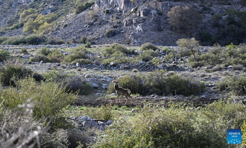A red deer is pictured in the Helan Mountain National Nature Reserve in Araxan Left Banner, north China's Inner Mongolia Autonomous Region, May 11, 2023. (Xinhua/Bei He)