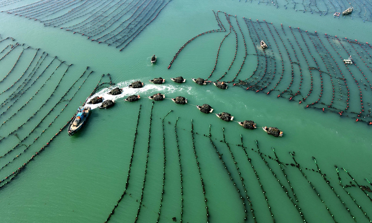 A tugboat tows two rows of rafts loaded with harvested kelp off the waters in Weihai, East China's Shandong Province on May 14, 2023. Gross output from Weihai's marine industry grew at an annual rate of 8.5 percent from 2018 to 2022, according to the Xinhua News Agency. Photo: VCG