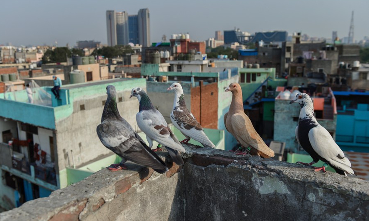 A pigeon fancier looks at his pigeons on top of a building in New Delhi, India, May 12, 2023. (Xinhua/Javed Dar)

