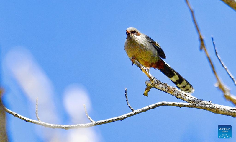 A brown-cheeked laughingthrush perches on a tree branch in Chengguan District of Lhasa, southwest China's Tibet Autonomous Region, May 14, 2023. In recent years, Lhasa has attached great importance to afforestation and soil and water conservation. The urban and rural ecological environment in Lhasa has been improving year by year.(Photo: Xinhua)
