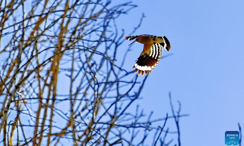 A hoopoe flies over the sky in Chengguan District of Lhasa, southwest China's Tibet Autonomous Region, May 14, 2023. In recent years, Lhasa has attached great importance to afforestation and soil and water conservation. The urban and rural ecological environment in Lhasa has been improving year by year.(Photo: Xinhua)