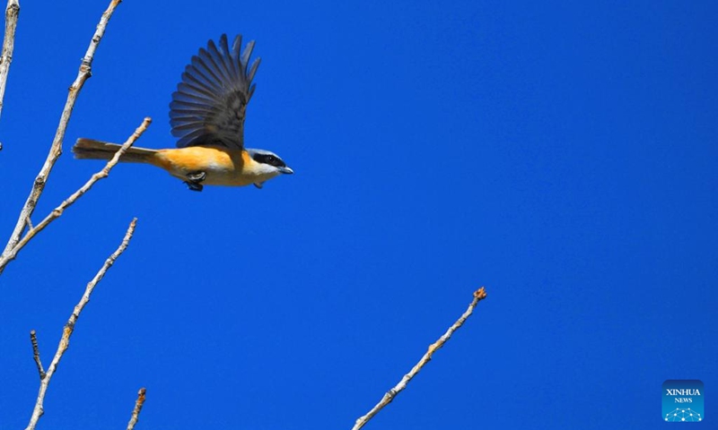 A grey-backed shrike flies over the sky in Chengguan District of Lhasa, southwest China's Tibet Autonomous Region, May 14, 2023. In recent years, Lhasa has attached great importance to afforestation and soil and water conservation. The urban and rural ecological environment in Lhasa has been improving year by year.(Photo: Xinhua)