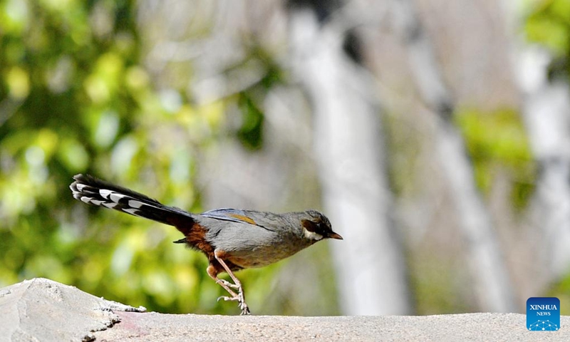 This photo taken on May 14, 2023 shows a brown-cheeked laughingthrush in Chengguan District of Lhasa, southwest China's Tibet Autonomous Region. In recent years, Lhasa has attached great importance to afforestation and soil and water conservation. The urban and rural ecological environment in Lhasa has been improving year by year.(Photo: Xinhua)