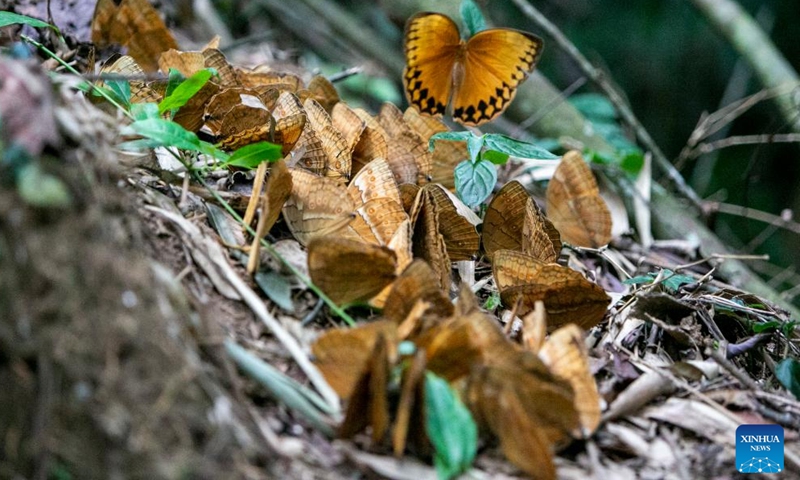 Butterflies are seen in the butterfly valley in Honghe Hani and Yi Autonomous Prefecture, southwest China's Yunnan Province, May 24, 2023. Tens of millions of butterflies have emerged from their chrysalises in the butterfly valley, presenting an astonishing sight. (Xinhua/Cui Wen)