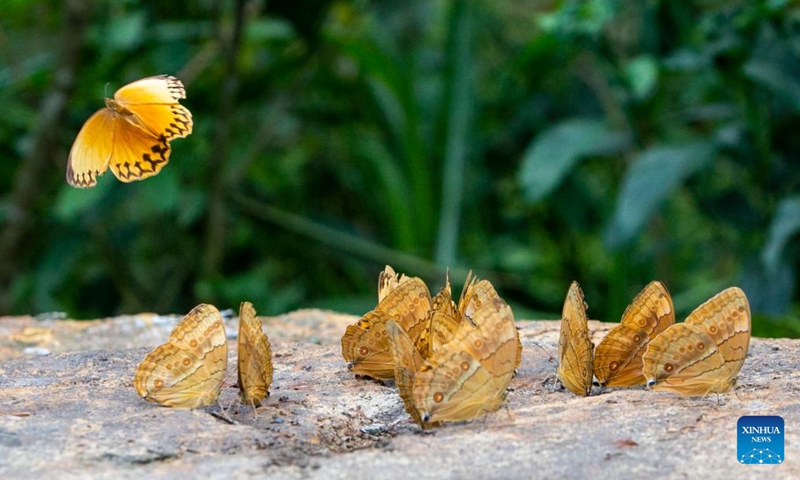Butterflies are seen in the butterfly valley in Honghe Hani and Yi Autonomous Prefecture, southwest China's Yunnan Province, May 24, 2023. Tens of millions of butterflies have emerged from their chrysalises in the butterfly valley, presenting an astonishing sight. (Xinhua/Cui Wen)