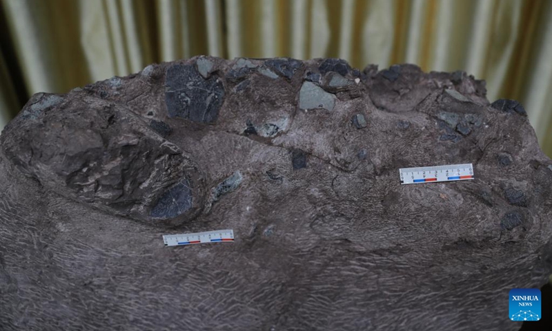 This photo taken on May 8, 2023 shows a part of fossilized dinosaur eggs discovered in Huangzhu Village of Shanghang County, Longyan City, southeast China's Fujian Province. Photo: Xinhua