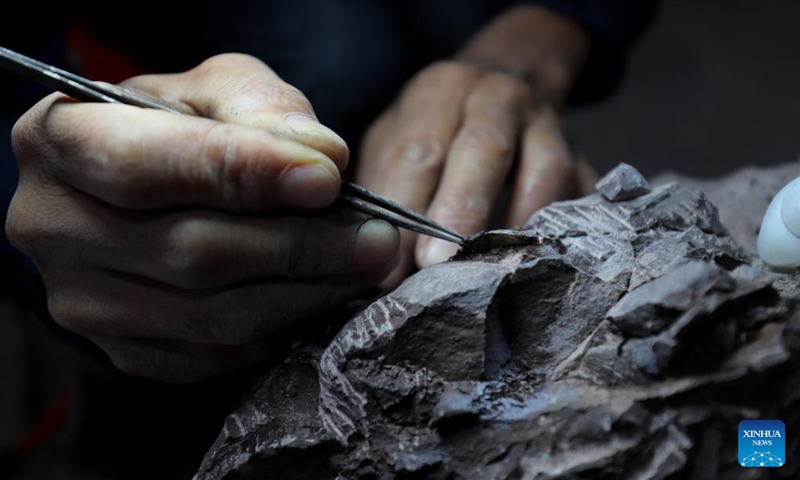 This photo taken on Dec. 3, 2022 shows a researcher working on a part of fossilized dinosaur eggs discovered in Huangzhu Village of Shanghang County, Longyan City, southeast China's Fujian Province. Photo: Xinhua