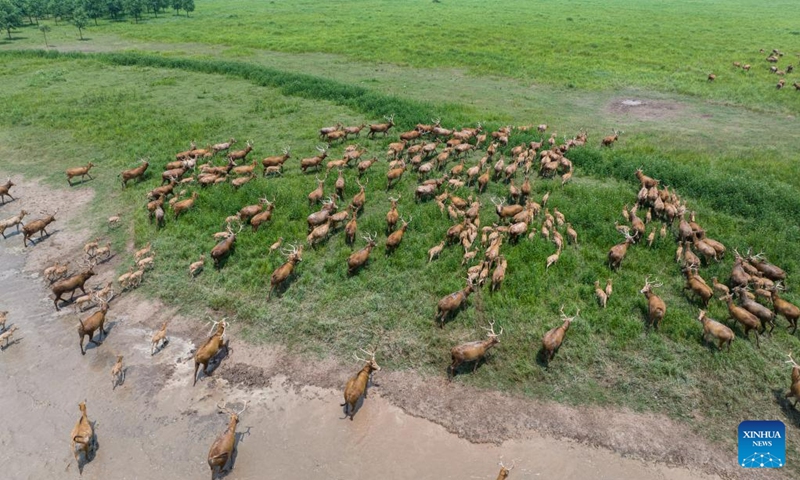 This aerial photo taken on May 19, 2023 shows milu deer at Shishou Milu Deer National Nature Reserve in central China's Hubei Province. After years of efforts by protectors and continuous improvement of the local ecological environment, the population of milu deer at the nature reserve has increased rapidly. (Xinhua/Xiao Yijiu)