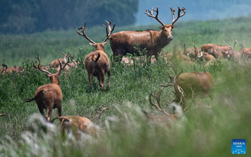 This photo taken on May 19, 2023 shows milu deer at Shishou Milu Deer National Nature Reserve in central China's Hubei Province. After years of efforts by protectors and continuous improvement of the local ecological environment, the population of milu deer at the nature reserve has increased rapidly. (Xinhua/Hui Xiaoyong)