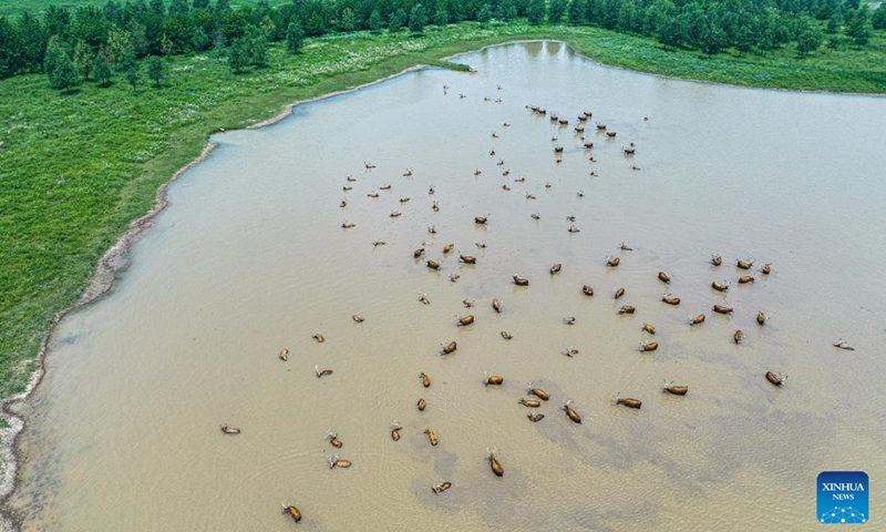 This aerial photo taken on May 19, 2023 shows milu deer at Shishou Milu Deer National Nature Reserve in central China's Hubei Province. After years of efforts by protectors and continuous improvement of the local ecological environment, the population of milu deer at the nature reserve has increased rapidly. (Xinhua/Xiao Yijiu)